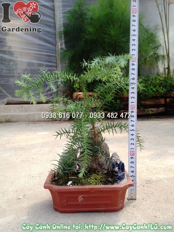 Cây tùng tiểu cảnh xanh tươi chăm sóc đúng kỹ thuật