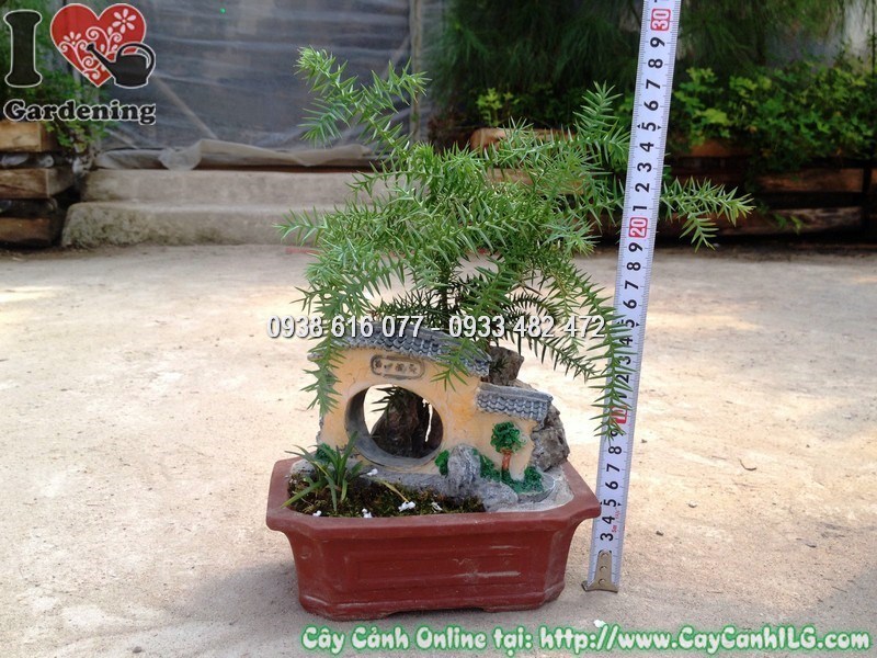 Cây tùng tiểu cảnh trang trí không gian nội thất
