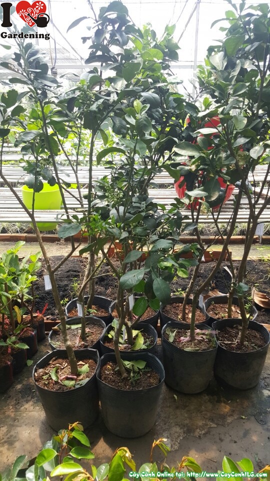 Cây bưởi da xanh cao 1,5m có hoa trái MS 05211