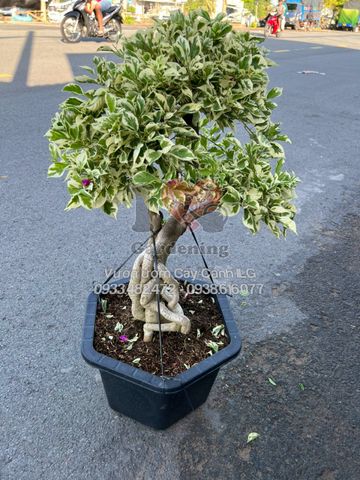 Cây Hoa Giấy Cẩm Thạch Trắng Gốc To Bonsai