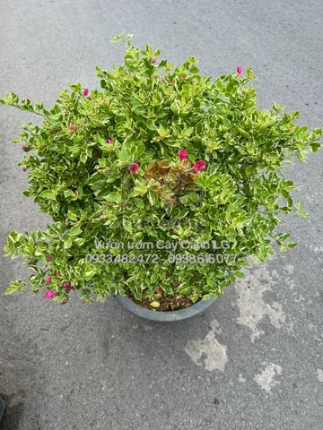 Cây Hoa Giấy Cẩm Thạch Hồng Gốc To Bonsai