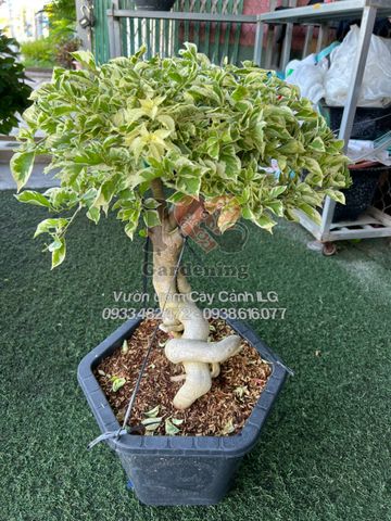 Cây Hoa Giấy Cẩm Thạch Vàng Gốc To Bonsai