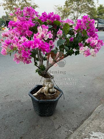 Cây Hoa Giấy Hồng Gân Gốc To Bonsai