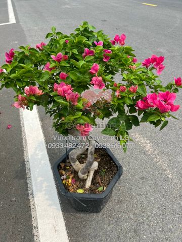 Cây Hoa  Giấy Màu Đỏ Dưa Hấu Gốc Bonsai Đẹp