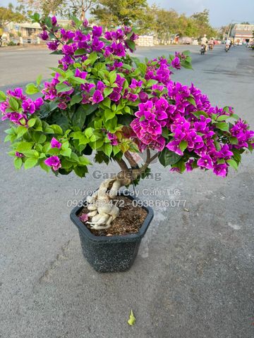 Cây Hoa Giấy Tím Bướm Gốc To Bonsai