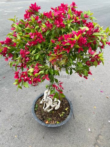 Cây Hoa Giấy Tím Lửa Gốc To Bonsai