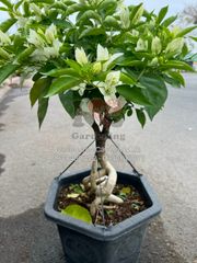 Cây Hoa Giấy Trắng Mã Lai Gốc Bonsai