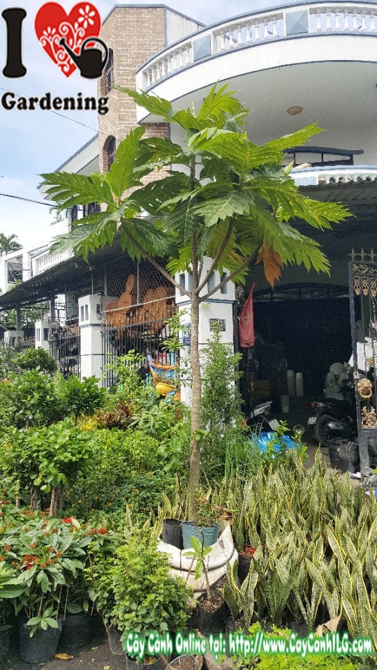 Cây sa kê cao 3m - kích thước lý tưởng trồng sân vườn biệt thự và công trình cảnh quan