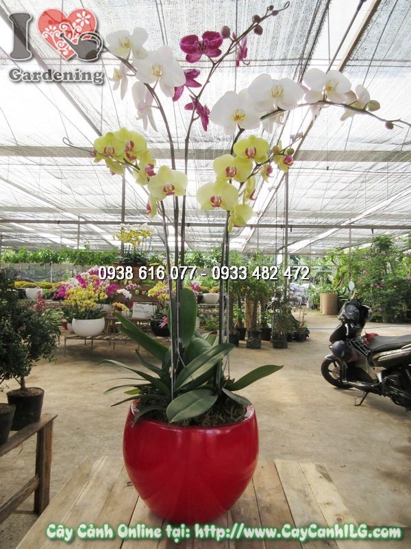 Cận cảnh hoa lan hồ điệp 5 cành đẹp rực rỡ