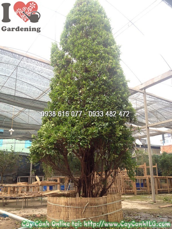 Cây si cắt hình thông noel cao 5m - dáng cây ấn tượng tại ILG