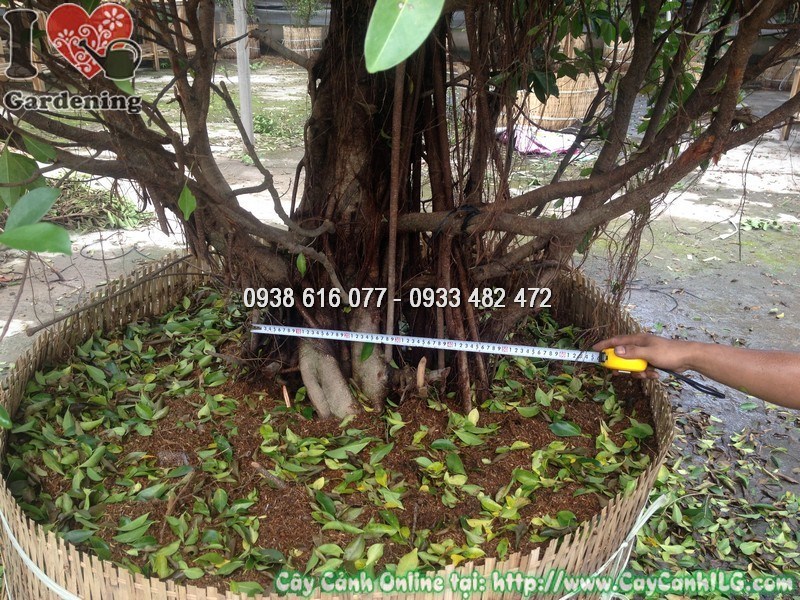 Cây si cắt hình thông noel cao 5m - nhìn từ bên cạnh