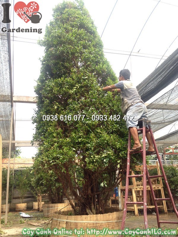 Cây si cắt hình thông noel cao 5m - tổng thể khuôn viên