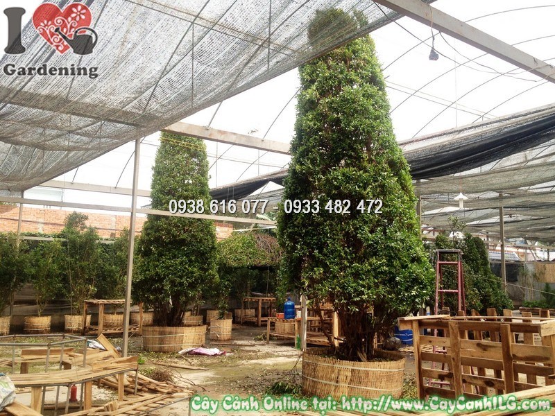 Cây si cắt hình thông noel 5m - chi tiết tạo hình chuyên nghiệp