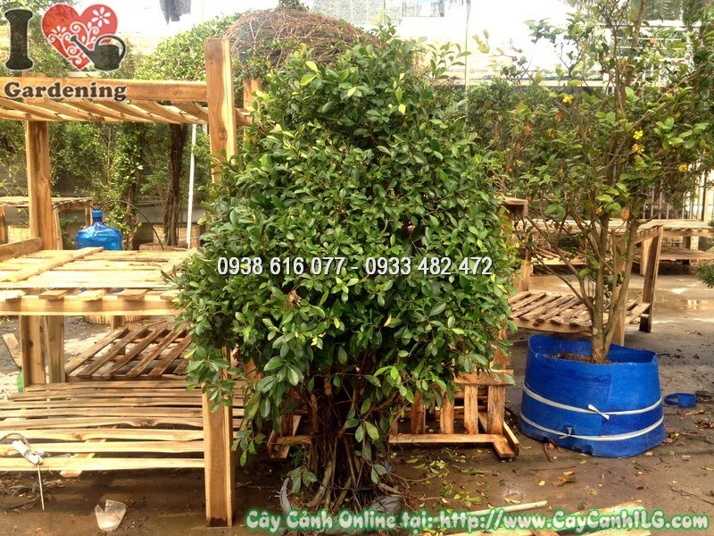 Chi tiết lá và tán cây si tán tròn tại vườn ILG