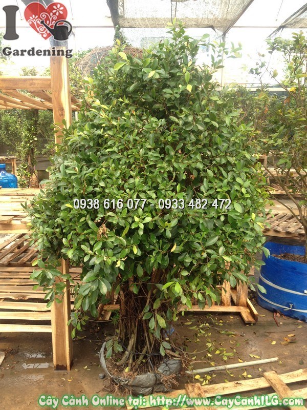 Cây si tán tròn 1.5m trồng ngoài trời nhận đủ ánh sáng