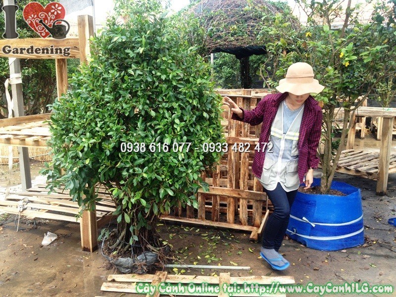 Hàng cây si tán tròn cắt tỉa đồng đều tại công trình cảnh quan