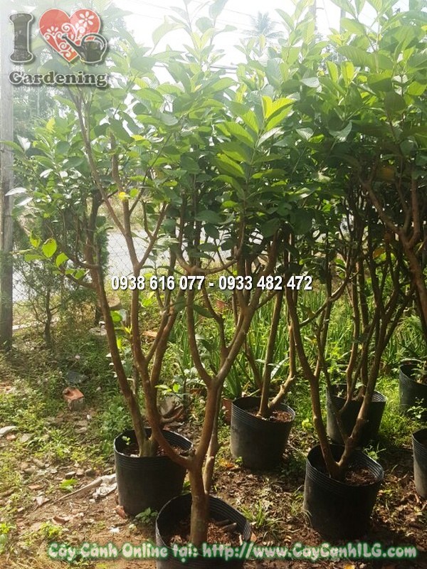 Cây Ổi Trái To Ngon đường kính gốc 5cm cao 1.5m tại vườn ILG