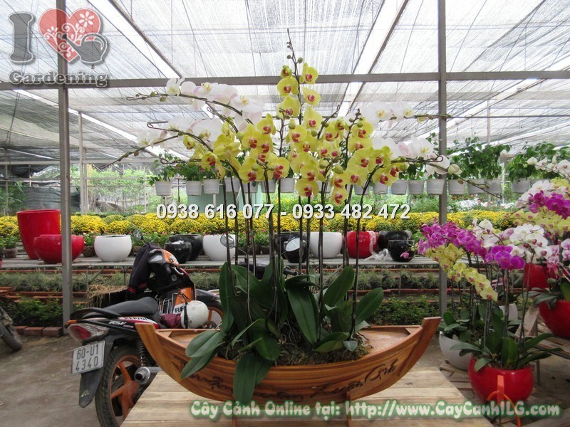 Hoa Phong Lan Hồ Điệp Cắm Thuyền Gỗ - Tiểu cảnh độc đáo tại ILG