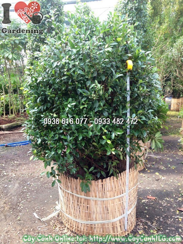 Cây si tán tròn 1.5m gốc to khỏe dáng đẹp trồng sân vườn