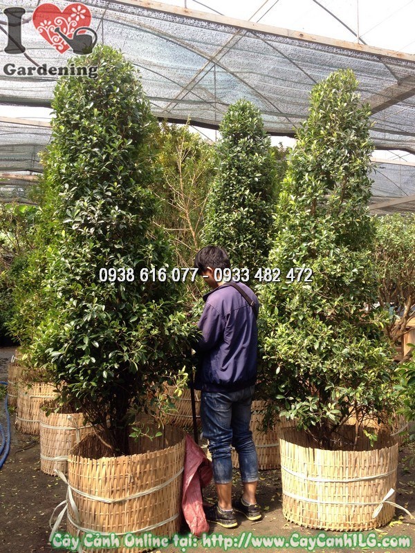 Cây Si cắt hình thông 2m nhìn gần – tán đều, xanh tốt