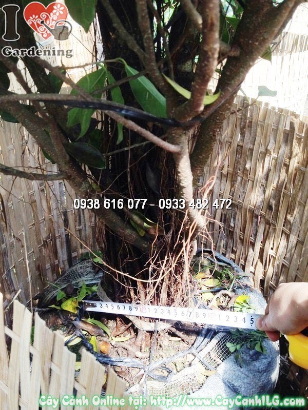Cây Si cắt hình thông 2m – ứng dụng trang trí sân vườn, cổng nhà