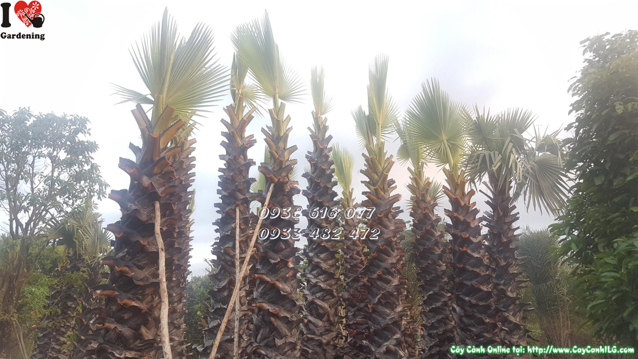 Tán lá xanh tươi cây thốt nốt lóng 4m nhìn từ dưới lên
