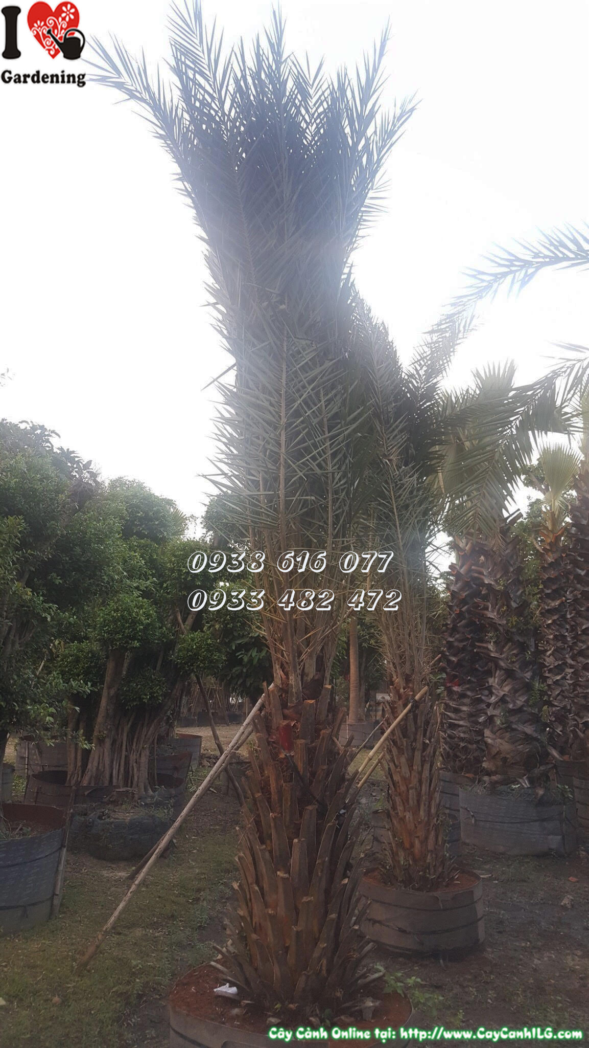 Vườn cây chà là ILG