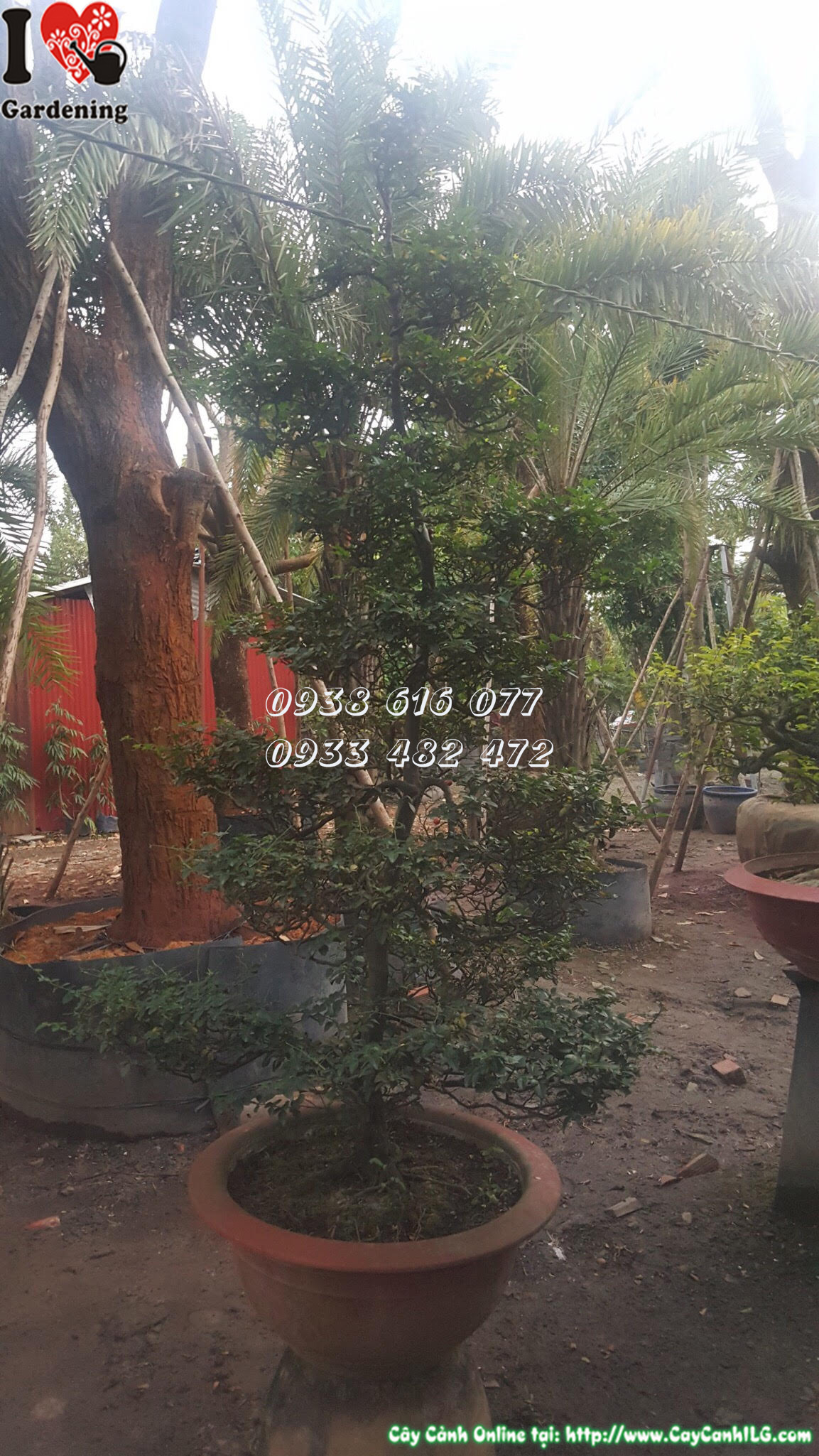 Cây kim quýt cao 1m8 – lá xanh bóng, thân khỏe khoắn
