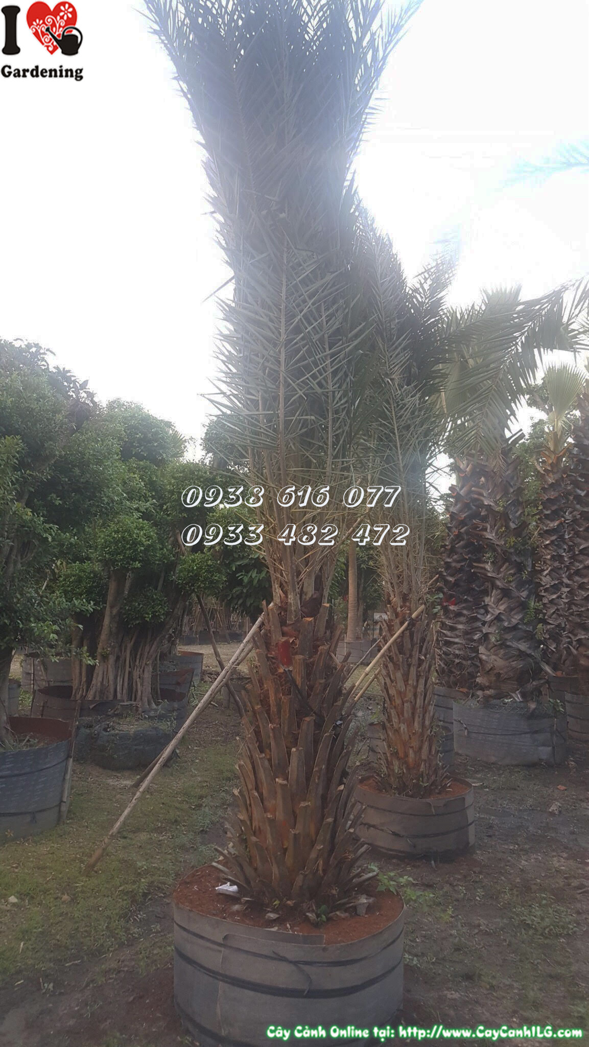 Cây chà là cảnh quan phong thủy