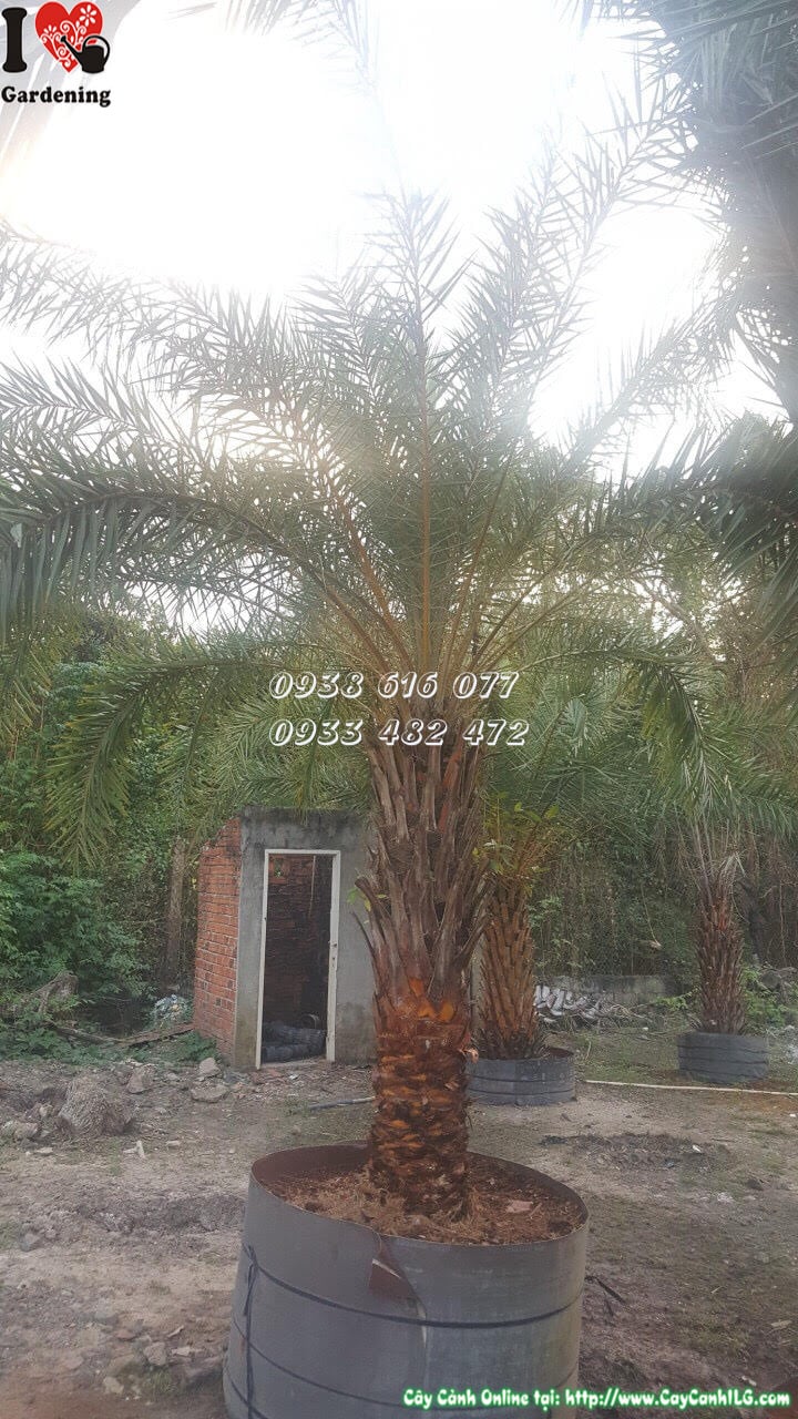 Vườn cây chà là ILG - cung cấp sỉ lẻ toàn quốc