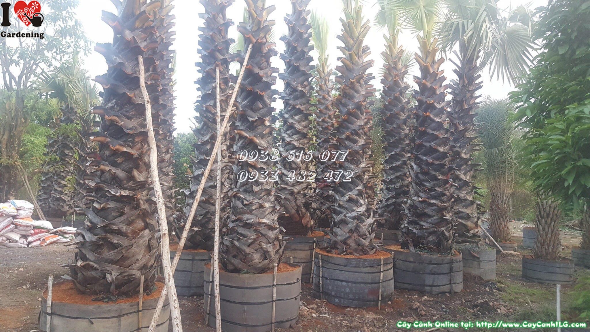 Cây thốt nốt lóng 4m trồng cảnh quan công trình