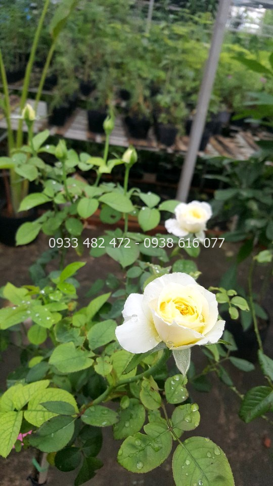Chăm sóc cắt tỉa cây hoa hồng thân gỗ 1m6
