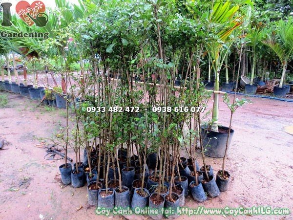 Cây cảnh ILG khỏe mạnh, sinh trưởng tốt