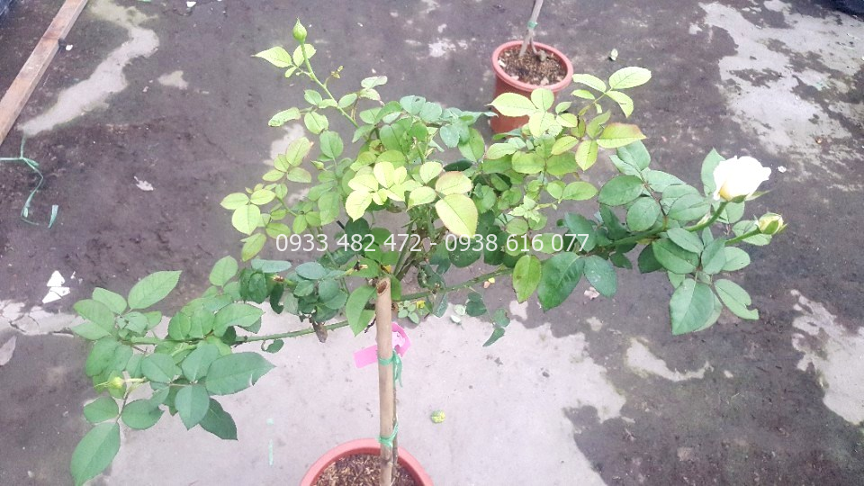 Cây hoa hồng thân gỗ cao 1m6 trồng ngoài trời