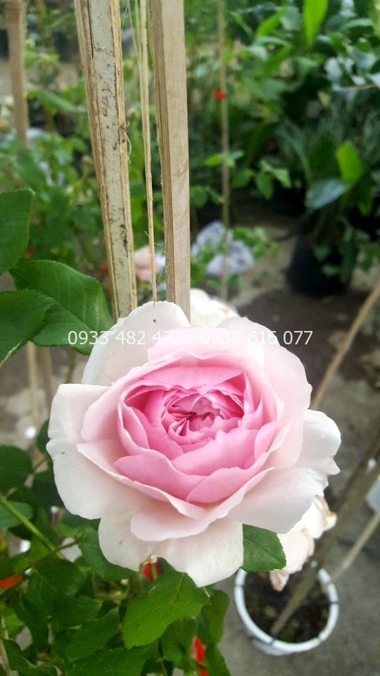 Cây hoa hồng thân gỗ cao 1m - 1m6 tại vườn ILG