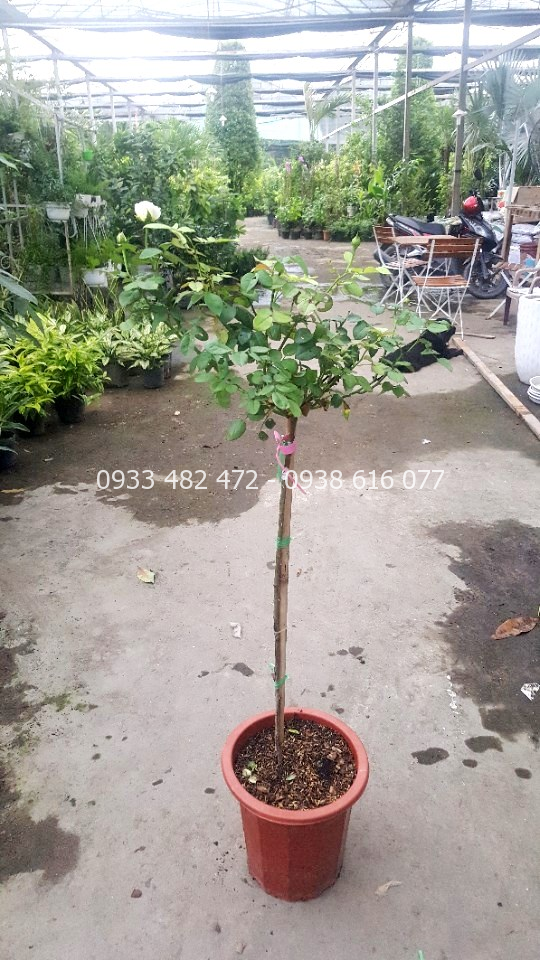 Cây hoa hồng thân gỗ cao 1m - 1m3