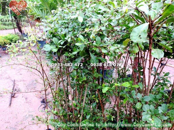 ILG – vườn cây cảnh uy tín hơn 20 năm kinh nghiệm tại TP.HCM