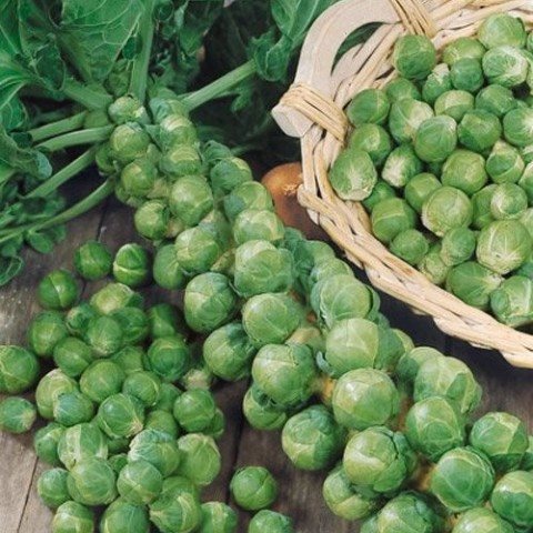 Vườn cây ILG – cung cấp cây cảnh sỉ lẻ toàn quốc
