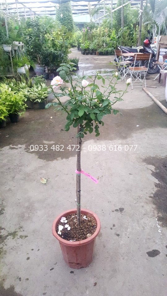 Hoa hồng thân gỗ cao 1m nở hoa đẹp
