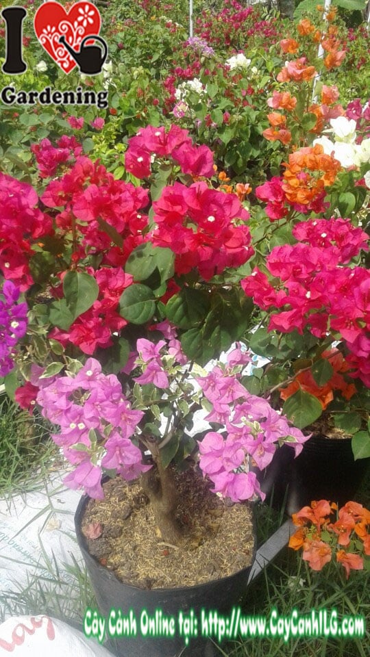Cây hoa giấy nhiều màu cao 60cm - chi tiết hoa và lá