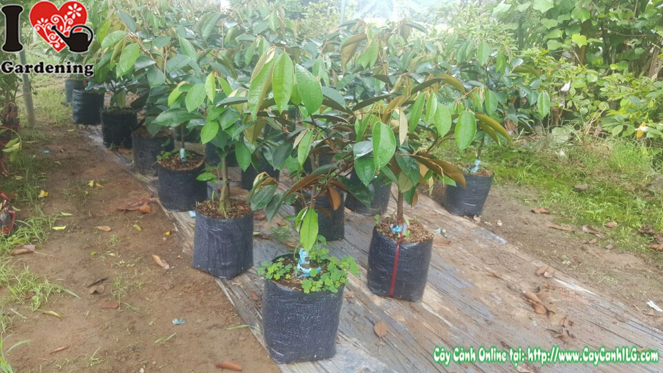 Trái vú sữa lò rèn chín mọng trên cây tại vườn