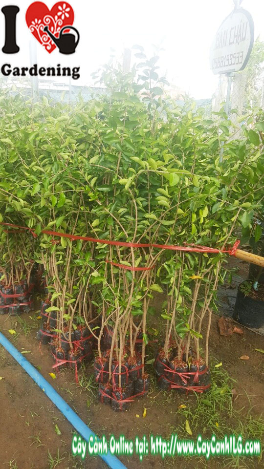 Cây sơri giống bọc nhỏ cao 50cm Ms 00731 tại vườn ILG