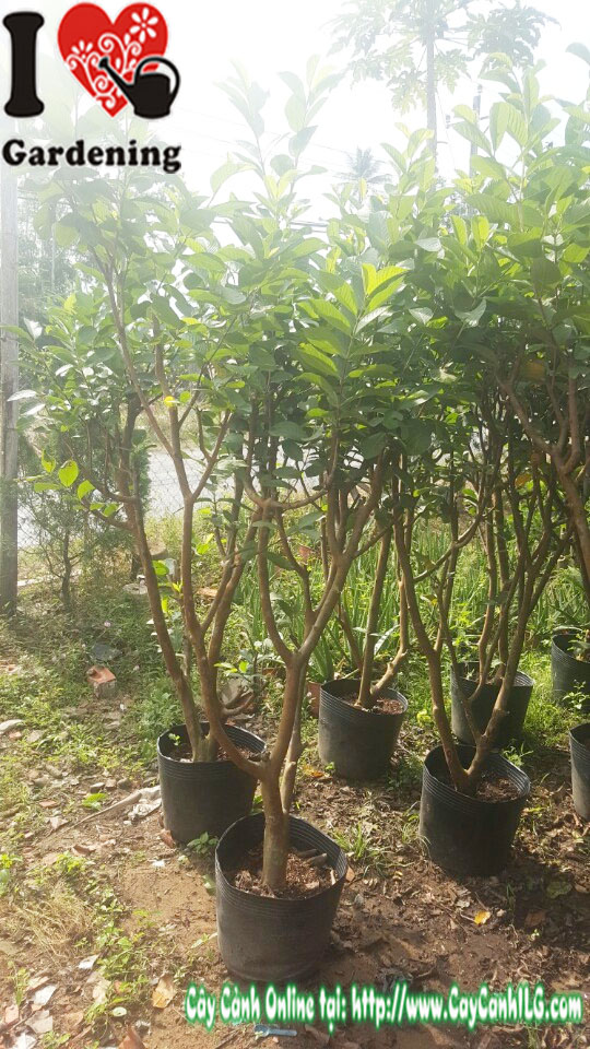 Cây ổi nữ hoàng có trái cao 1,5m – MS 00339 – vườn ILG