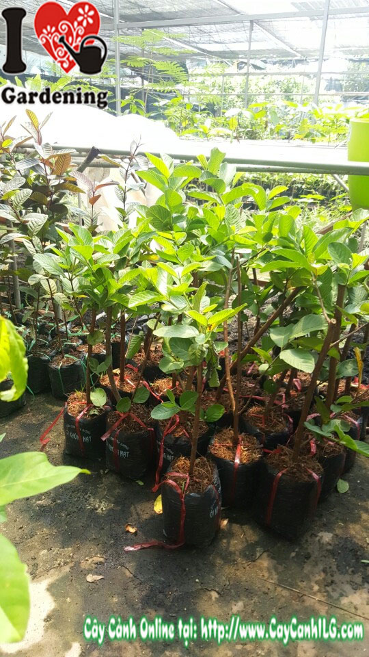 Cây giống ổi không hạt cao 40cm - vườn cây ILG