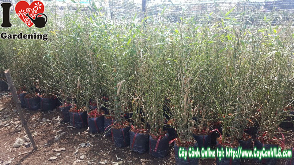 Cây trúc đùi ếch cao 1m dáng đẹp trang trí sân vườn