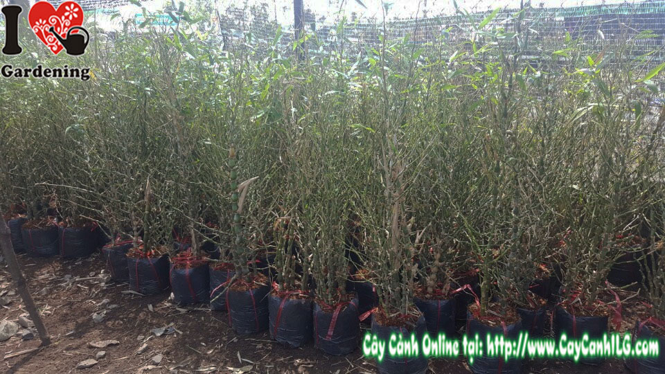 Cây trúc đùi ếch trang trí nội thất văn phòng công ty