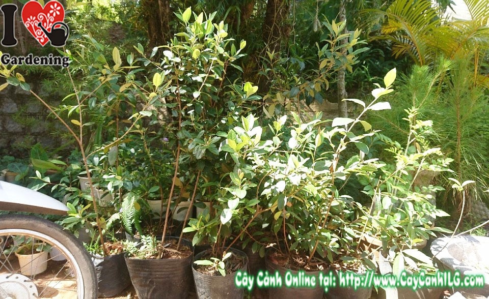 Cây hoa sim rừng sim ăn trái cao 50cm – MS 00959 – ILG vườn cây cảnh