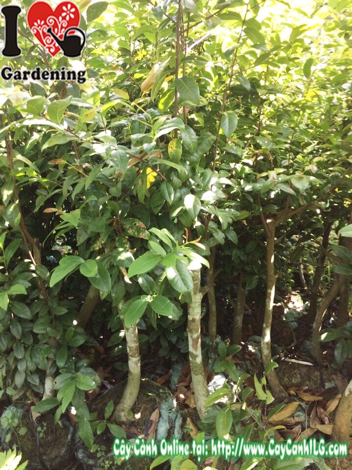 Ý nghĩa phong thủy cây mai tứ quý – hoa vàng tài lộc