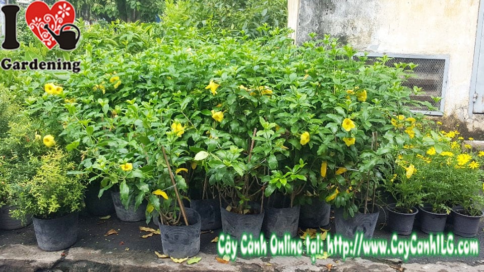 Cây huỳnh anh lá lớn bụi 70cm hoa vàng rực rỡ