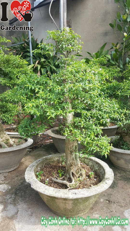 Cây mai chiếu thủy gốc lớn cao 60cm - MS 01235 tại ILG